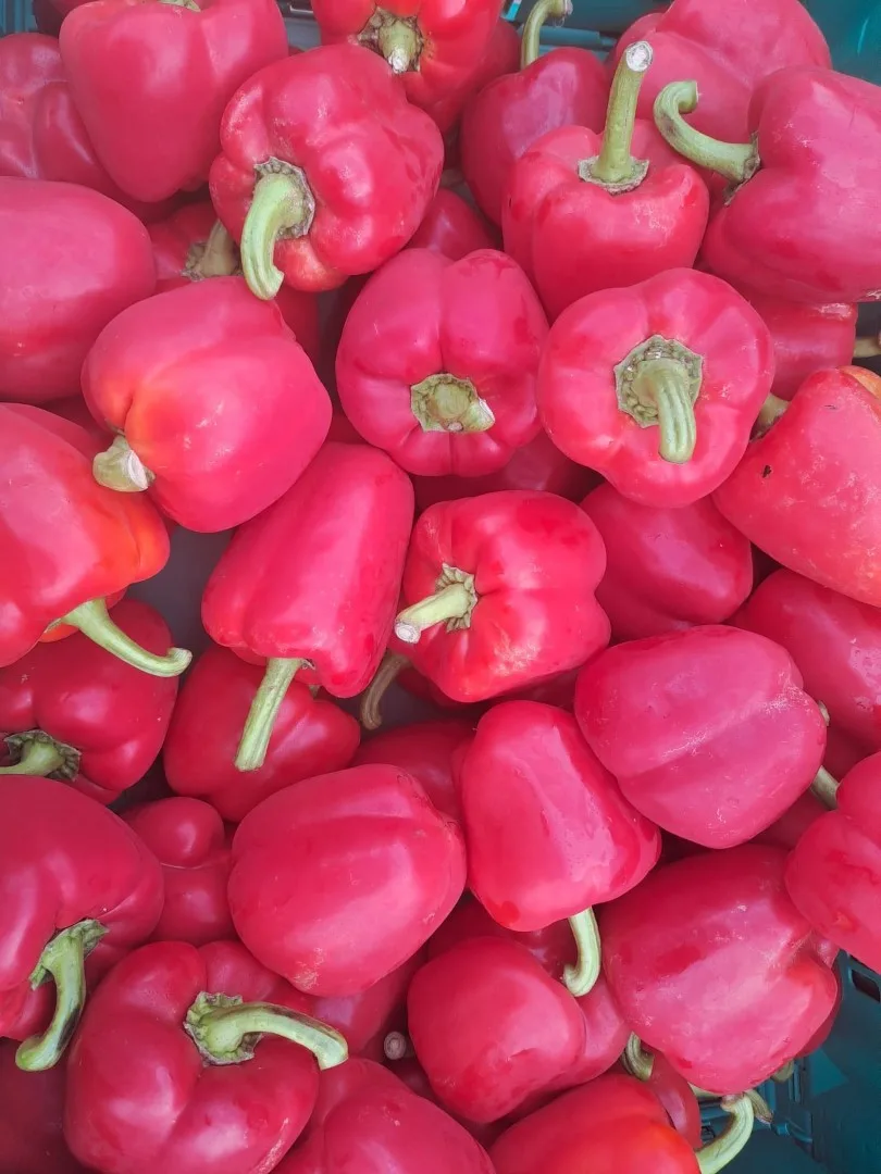 Fresh colourful capsicum
