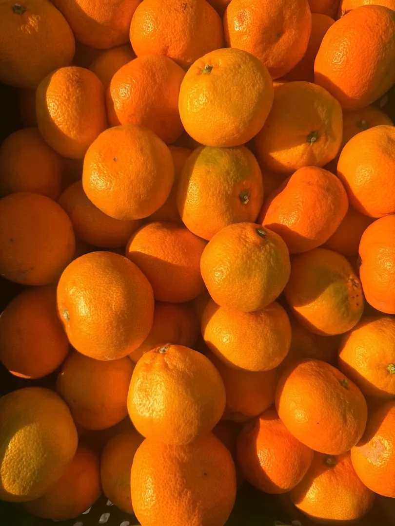 Fresh mandarins