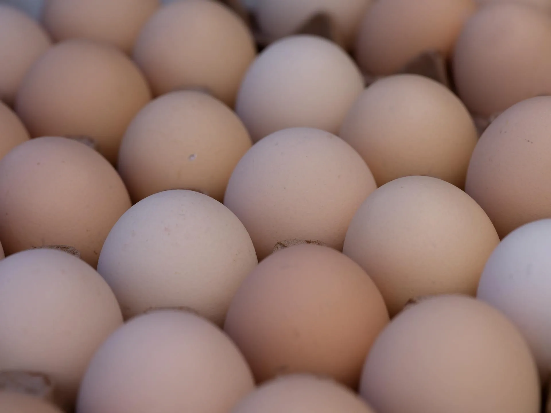 Fresh eggs