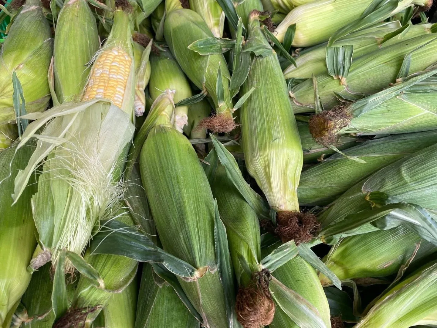 Fresh sweetcorn